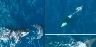 60 Yaşındaki katil balina, dev bir köpek balığını saniyeler içinde öldürdü: Bilim adamaları böyle bir saldırıya ilk kez şahit olduklarını söyledi