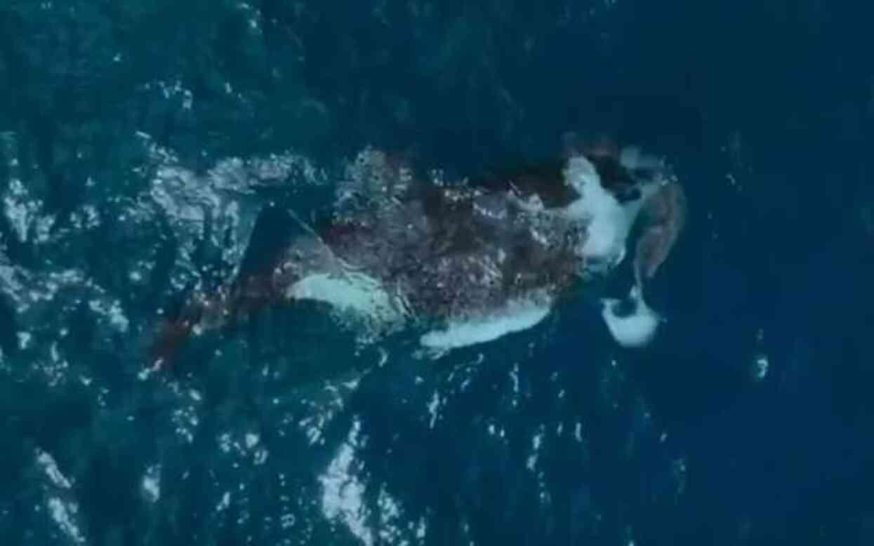 60 Yaşındaki katil balina, dev bir köpek balığını saniyeler içinde öldürdü: Bilim adamaları böyle bir saldırıya ilk kez şahit olduklarını söyledi 60 Yaşındaki katil balina, dev bir köpek balığını saniyeler içinde öldürdü: Bilim adamaları böyle bir saldırıya ilk kez şahit olduklarını söyledi