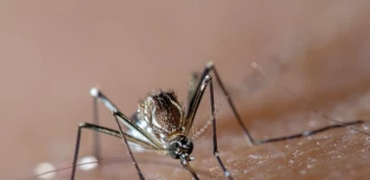 Brezilya'da sivrisinek virüsünden dolayı 31 kişi hayatı kaybetti, bir çok şehirde olağanüstü hal ilan edildi