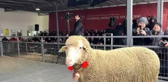 Geleneksel Damızlık Koç Satış Töreni'nde Rekor Fiyatla Satılan Koç