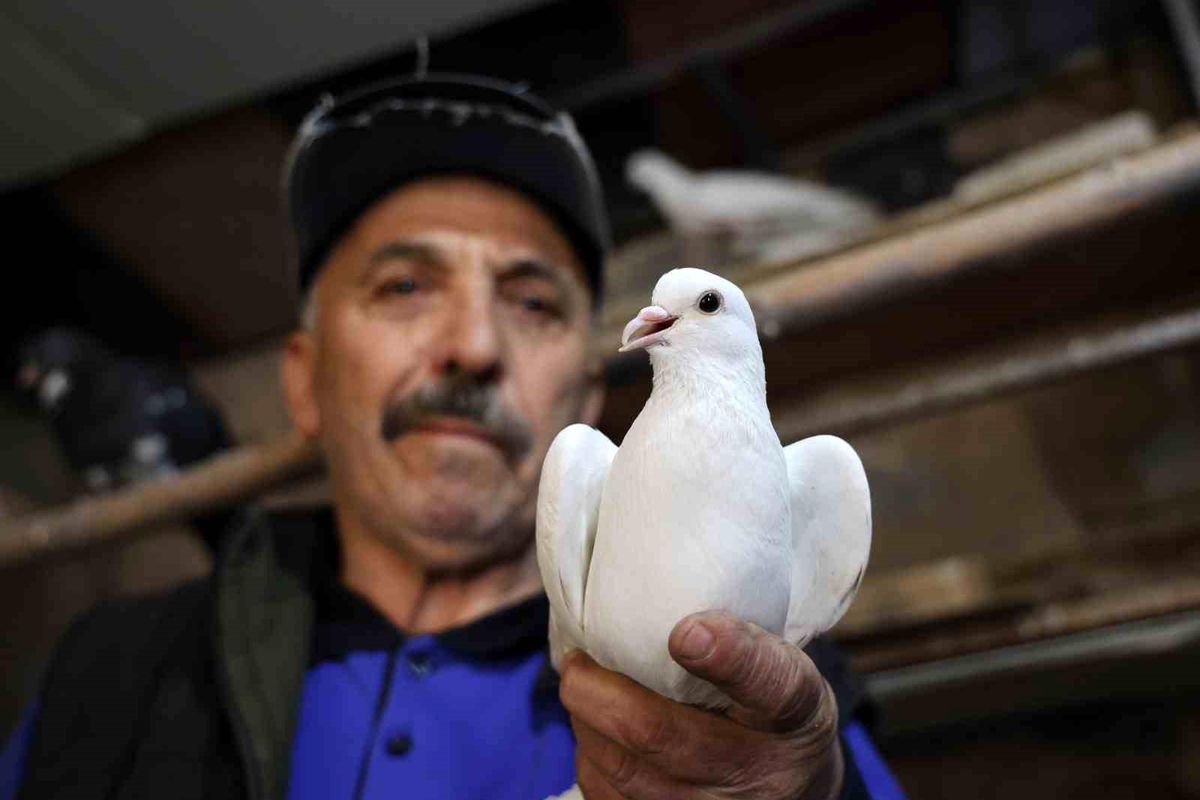 Sivas'ta 40 Yıldır Kumru Besleyen Şemsettin Kılıç