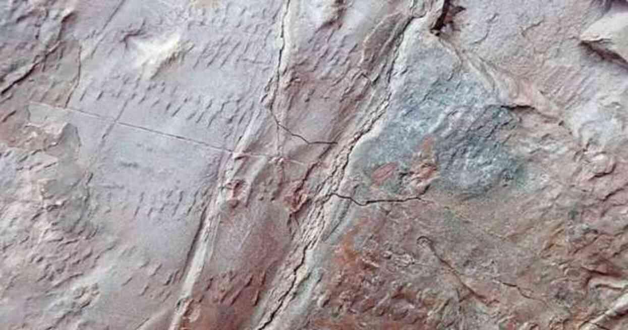 İngiltere'de 390 milyon yıllık, tamamen fosilleşmiş dünyan en eski ormanı bulundu