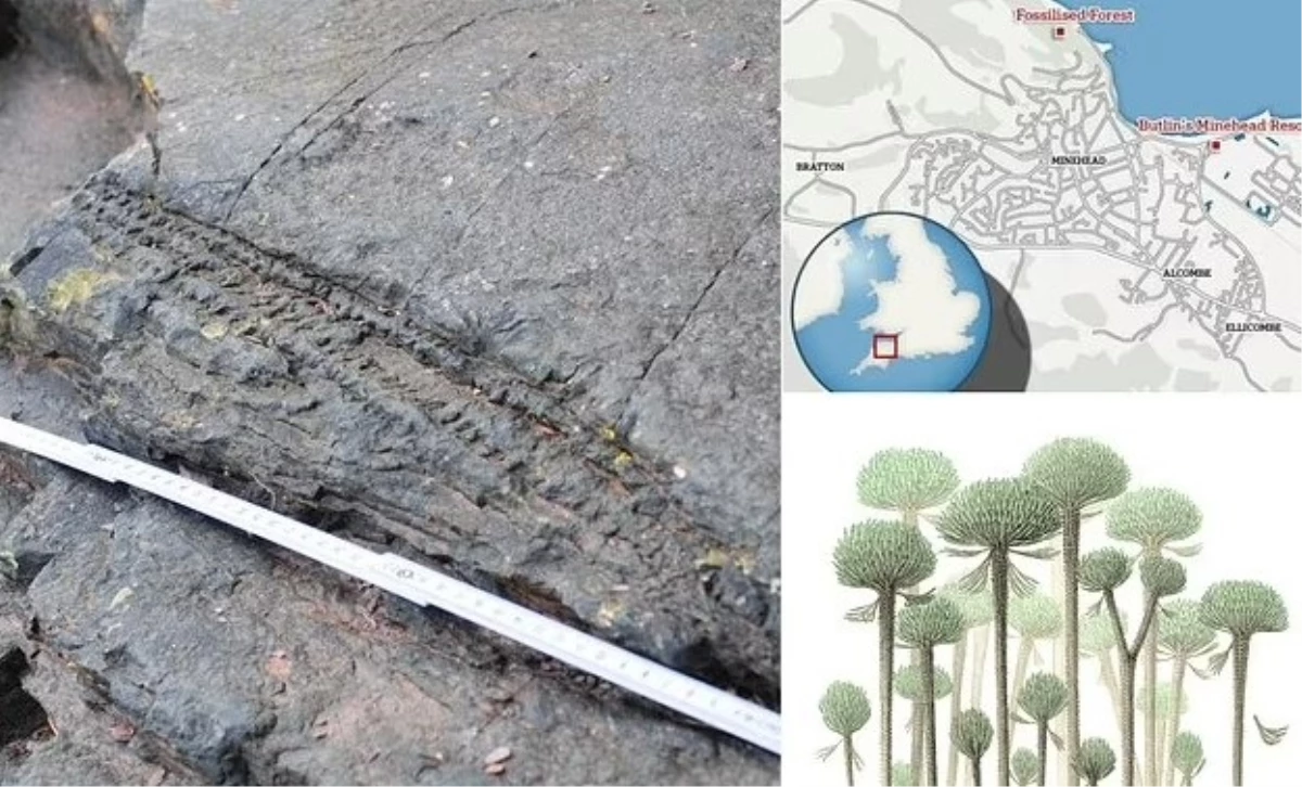 İngiltere'de 390 milyon yıllık, tamamen fosilleşmiş dünyan en eski ormanı bulundu