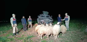 Kilis'te Kaybolan 10 Küçükbaş Koyun Jandarma Tarafından Bulundu