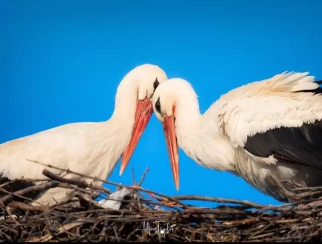 Milyonlarca kişinin gözdesi Yaren Leylek'in eşi Nazlı'ya kavuşma anı kameraya yansıdı Milyonlarca kişinin gözdesi Yaren Leylek'in eşi Nazlı'ya kavuşma anı kameraya yansıdı