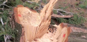 Aydın'da asırlık çam ağaçları kesildi, soruşturma başlatıldı