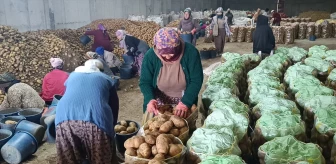 Afyonkarahisar'dan İstanbul, İzmir ve Ankara'ya patates sevkiyatı