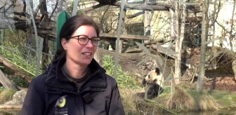 Avusturya'daki Schonbrunn Hayvanat Bahçesi, panda işbirliğini sürdürmeye devam ediyor