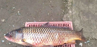 İznik Gölü'nde 10 Yılın Ardından 25 Kiloluk Sarı Balık Yakalandı