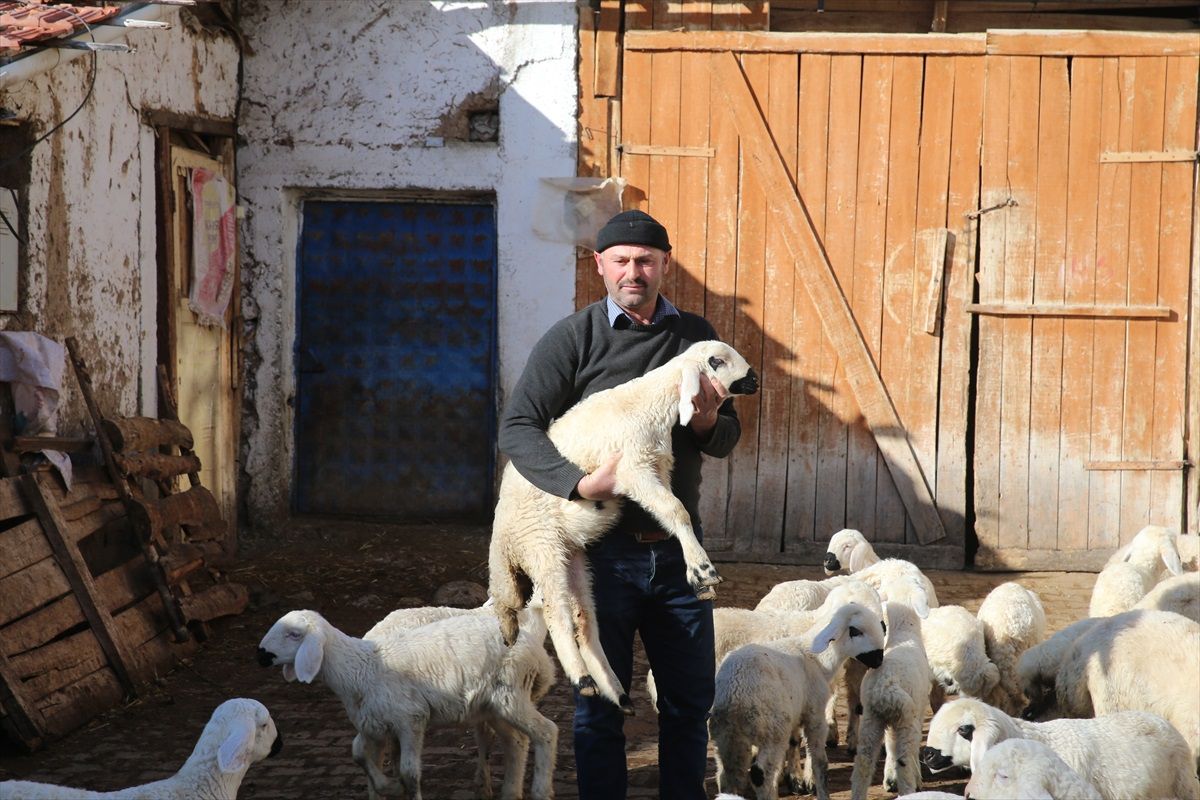Tek Koyunla Başladı, Şimdi 200 Koyun Sahibi