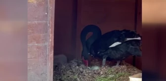 Ankara Kuğulu Park'ta Siyah Kuğuların Yavruları Dünyaya Geldi