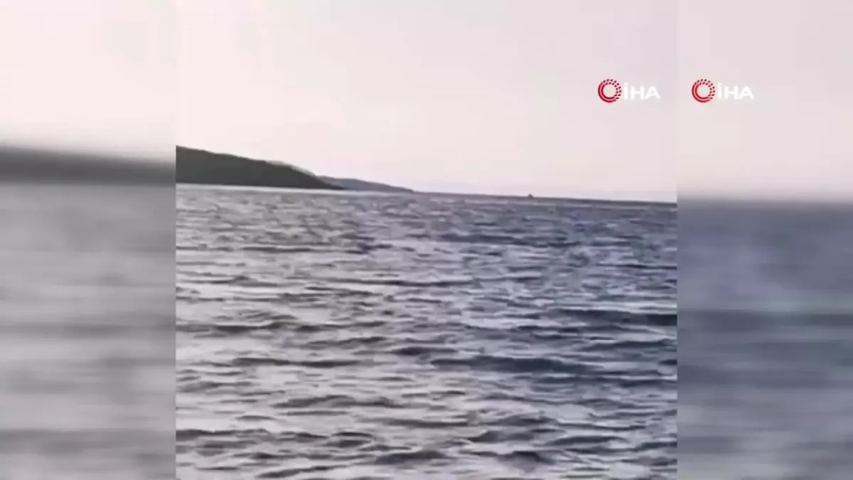 Ayvalık'ta 5 yunus tekneyle yarıştı