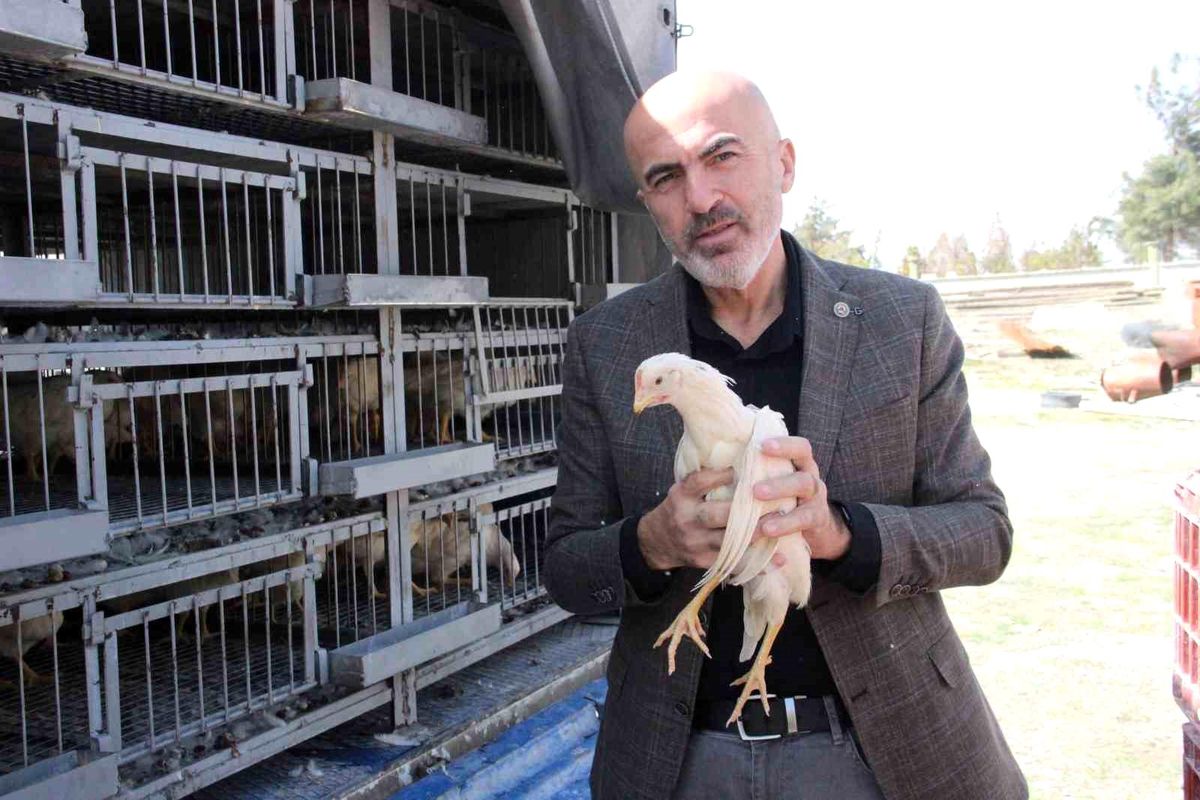 Karaman Ziraat Odası Köylülere Tavuk ve Horoz Dağıttı