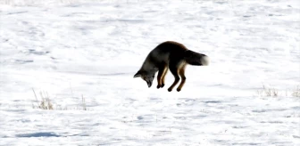 Kars'ta Kızıl Tilkiler Kar Altındaki Canlıları Avlıyor