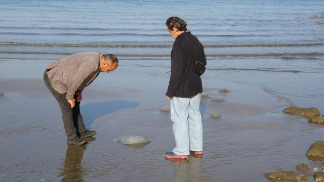 Mersin'de sahiller denizanasıyla dolunca toplayıp toprağa gömdüler