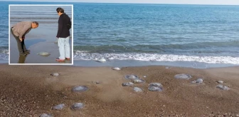 Mersin'de sahiller denizanasıyla dolunca toplayıp toprağa gömdüler