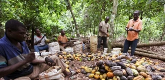 Afrika'daki kakao tesislerindeki çekirdek sıkıntısı küresel çikolata krizini derinleştiriyor
