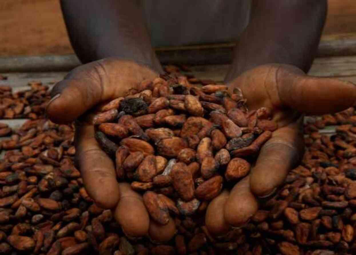 Afrika'daki kakao tesislerindeki çekirdek sıkıntısı küresel çikolata krizini derinleştiriyor Afrika'daki kakao tesislerindeki çekirdek sıkıntısı küresel çikolata krizini derinleştiriyor