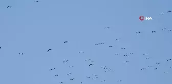 Göç yolundaki leylekler görsen şölen oluşturdu