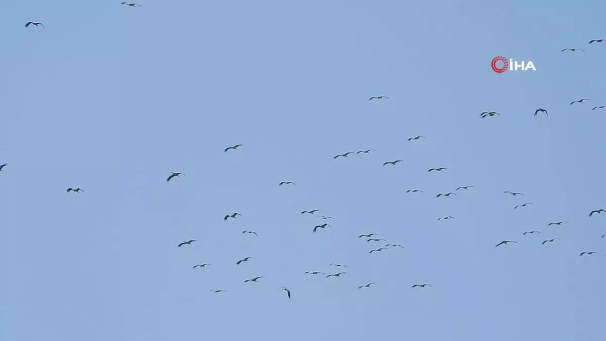 Göç yolundaki leylekler görsen şölen oluşturdu