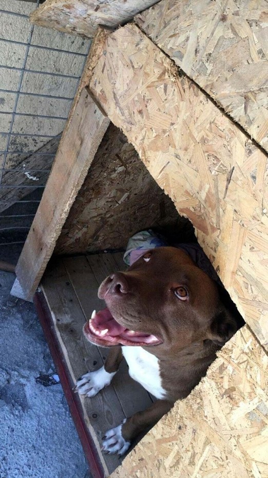 Pitbull Cinsi köpeği yakarak öldüren sanığın cezası artırılarak 4 yıla çıkarıldı