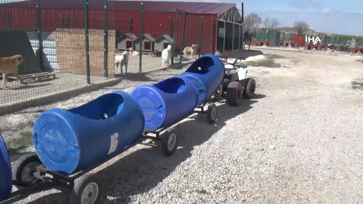 Ankaralı hayvansever engelli köpekleri varil trenle gezdiriyor