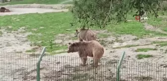 Dünya Uyku Günü'nde Ayılar Uyanıyor