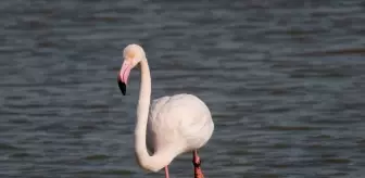 Yaralı flamingo Karataş'ta görüntülendi