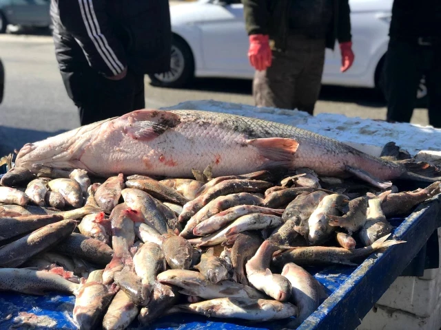 33 kilo ağırlığındaki dev Turna balığı satışa sunuldu