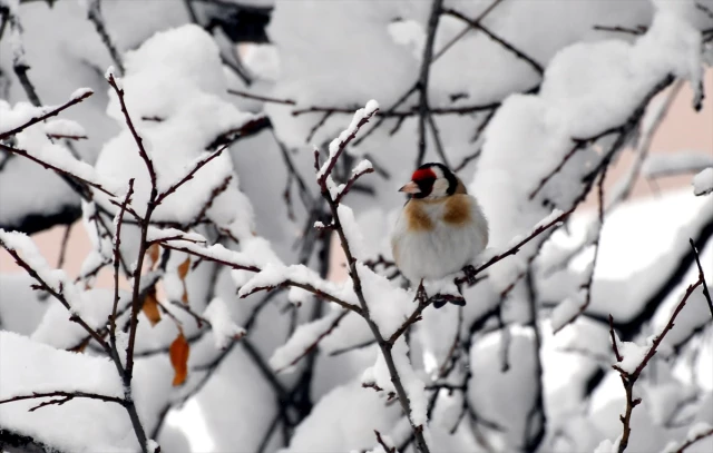 Ardahan, Erzurum ve Kars'ta Kar Yağışı ve Soğuk Hava Etkili