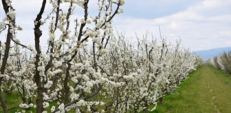 Manisa Turgutlu'da Meyve Ağaçları Çiçek Açtı