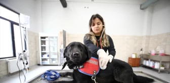 Bingöl Üniversitesi Hayvan Hastanesi, Dedektör Köpeklerin Sağlık Kontrolünü Yapıyor