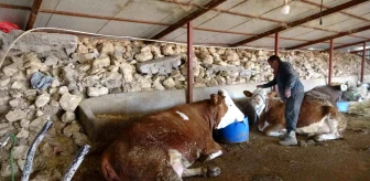 Depremde evini ve annesini kaybeden hayvan yetiştiricisi üretime devam ediyor