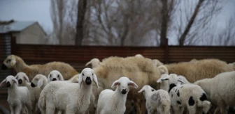 Depremde ölen hayvanların yerine dağıtılan koyunların ilk kuzuları dünyaya geldi