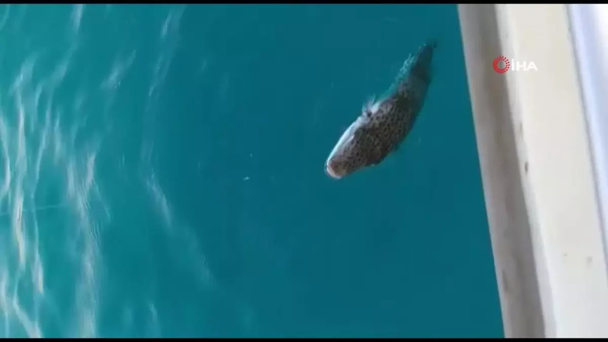 Mersinli balıkçılar 'balon balığı avcılığına yönelik teşvik'ten memnun