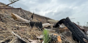 Antalya'da yangın sonrası ormanlık alanın eski haline dönmesi için tohum kullanılıyor
