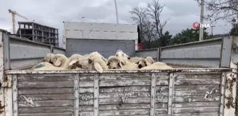 Küçükbaş hayvan yüklü kamyon devrildi: 1 koyun telef oldu