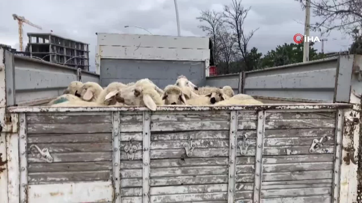 Küçükbaş hayvan yüklü kamyon devrildi: 1 koyun telef oldu