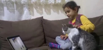 Kars'ta 5 yaşındaki sahibiyle birlikte oyun bağımlısı olan kedi