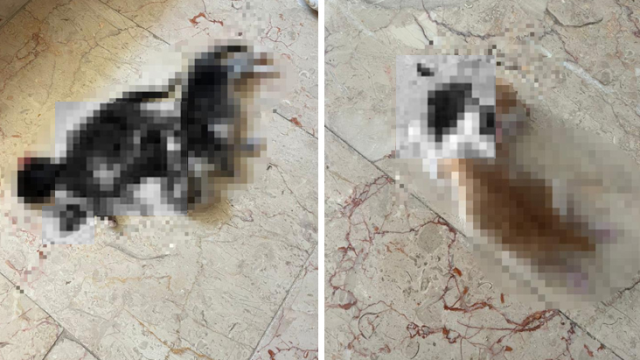 İnegöl'de Kedi Yavrusu Katliamı: Fail ya da Failler Yakalanmaya Çalışılıyor