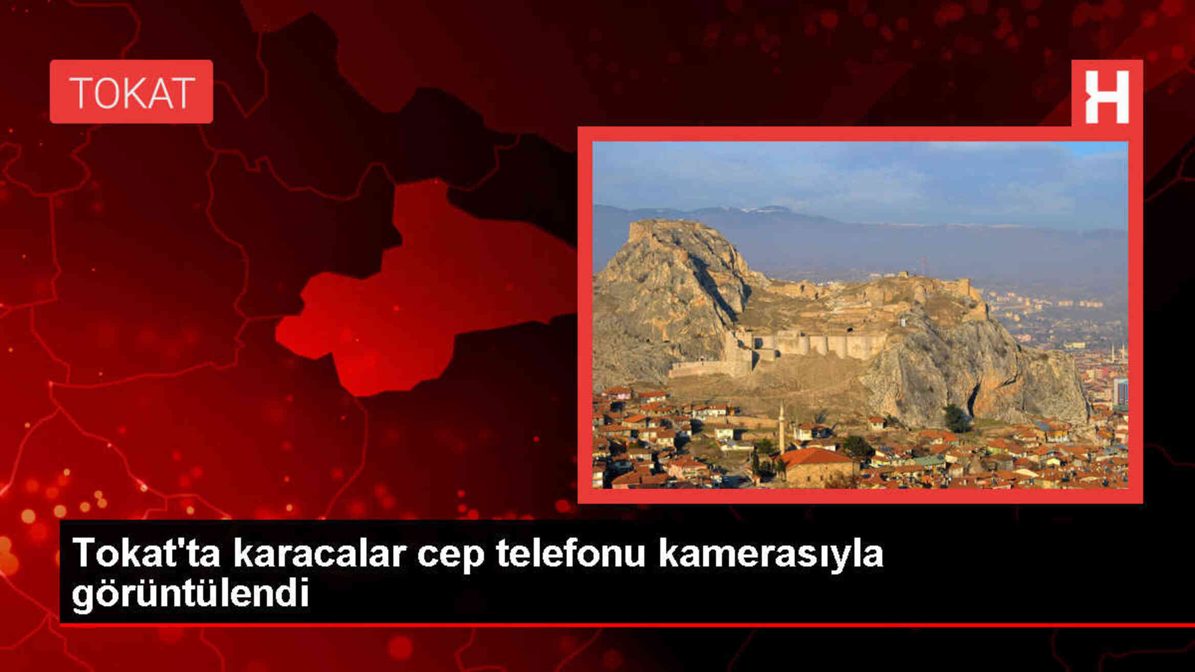 Tokat'ın Niksar ilçesinde cep telefonuyla karacalar kaydedildi