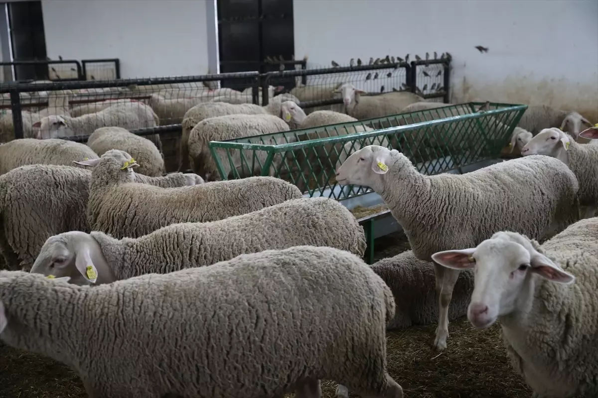 Tokat'ta Tarım ve Kırsal Kalkınmayı Destekleme Kurumu tarafından desteklenen koyun sütü üretimi