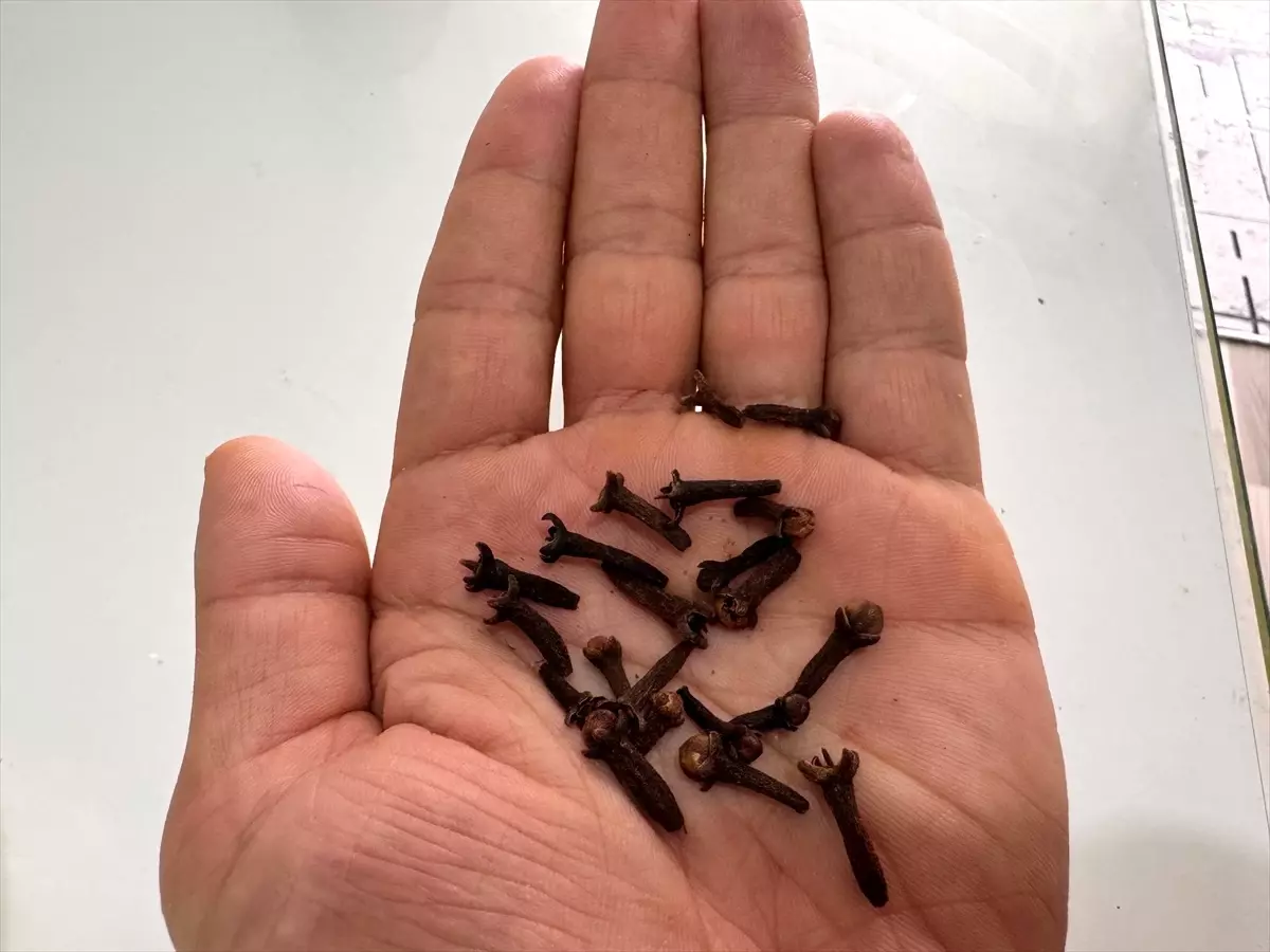 Karanfilin kanser ve Alzheimer tedavisinde potansiyel etkisi