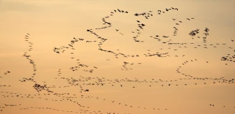 Ege Bölgesi ve Sulak Alanlara Doğru Göç Eden Pelikan Sürüsü Bursa'nın Üzerinden Geçti