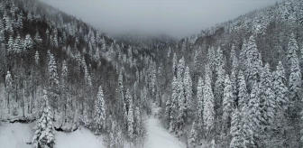 Kastamonu'nun ilkbaharda beyaza bürünen ormanları havadan görüntülendi