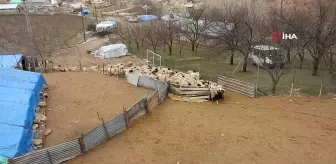 Süt kuzuları anneleriyle buluşuyor