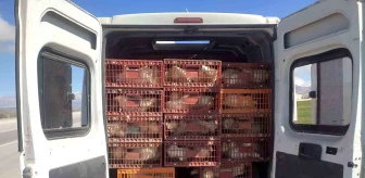 Afyonkarahisar'da Kaçak Tavuk Taşıyan Şahsa 29 Bin TL Para Cezası