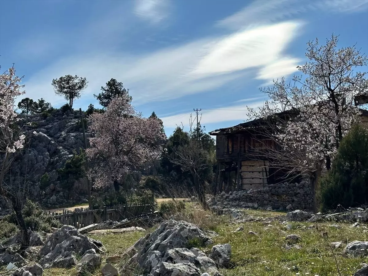 Akseki'de Badem Ağaçları Çiçek Açtı