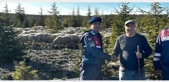 Eskişehir'de Kaybolan Koyun Sürüsü Jandarma Tarafından Bulundu