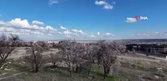 Erken çiçek açan ağaçların görüntüsü mest etti